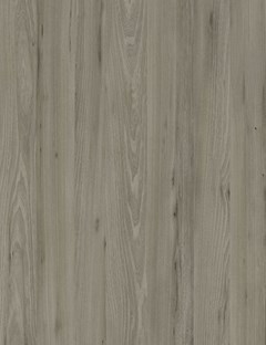 Manhattan Elm