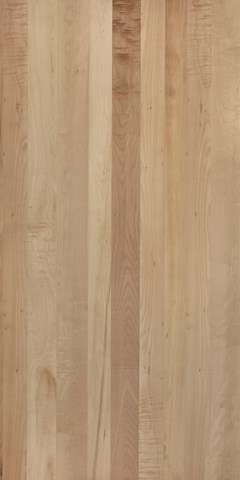 Toitū NZ Silver Beech